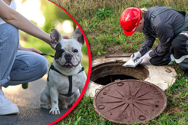 things-pet-owners-should-know-about-septic-system-service